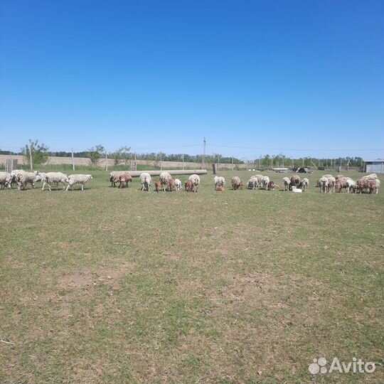 Ярки Катумские Ф1