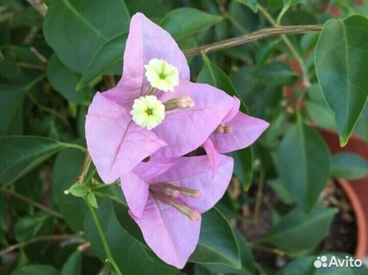 Бугенвиллия черенки Glabra