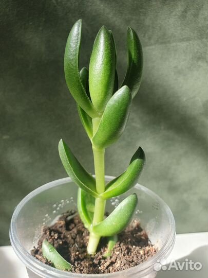 Крассула Бен (Crassula Ben)