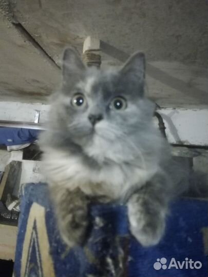Котёнок девочка в добрые руки