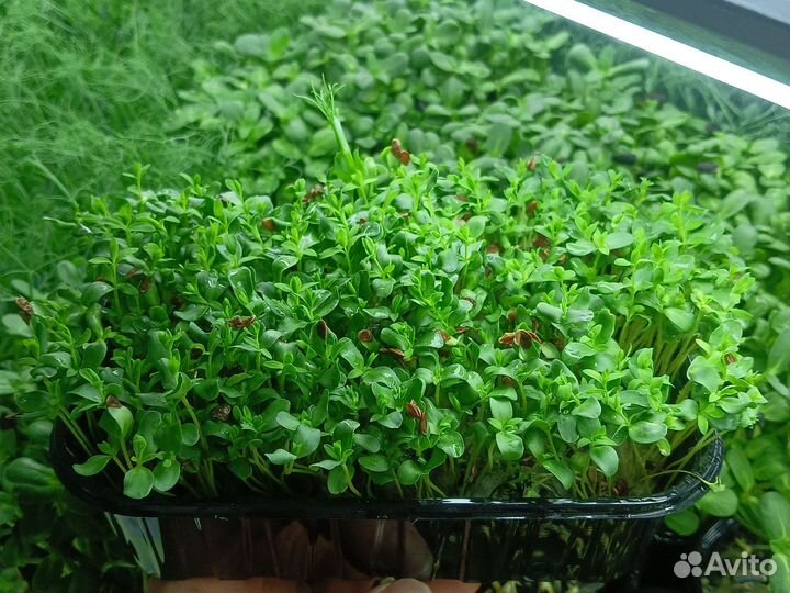 Микрозелень