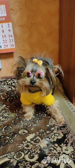 Йоркширский терьер мини вязка