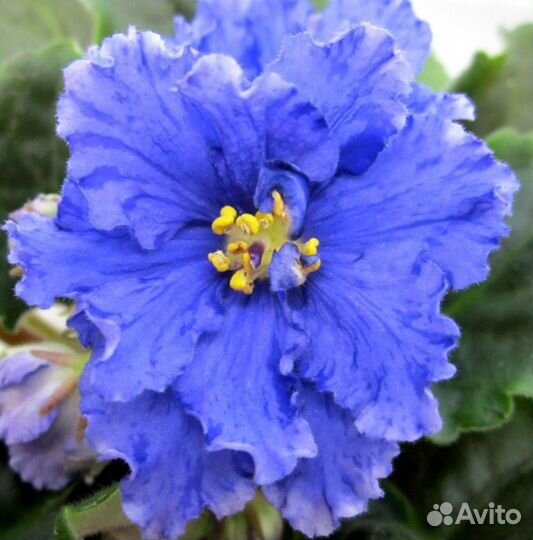 Фиалка набор 5+1