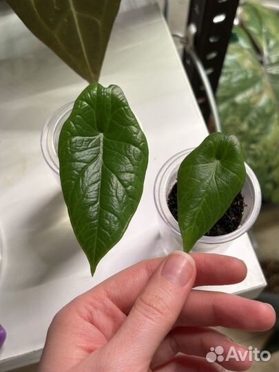 Алоказии детки