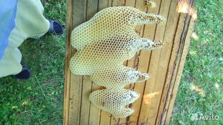 Липовый мед Чувашии, продукты пчеловодства