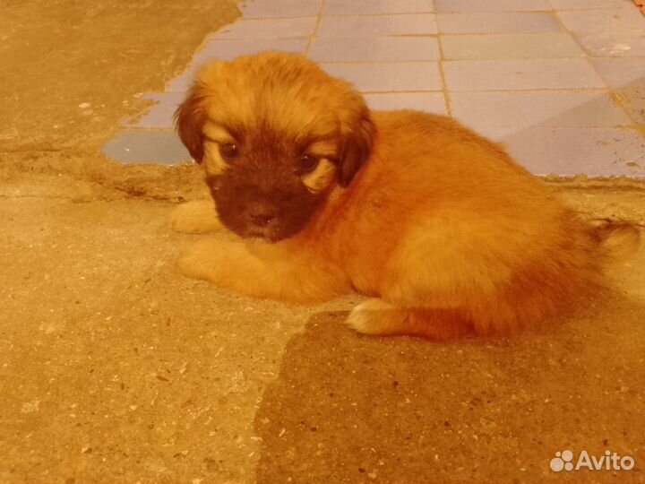 Отдам щенков