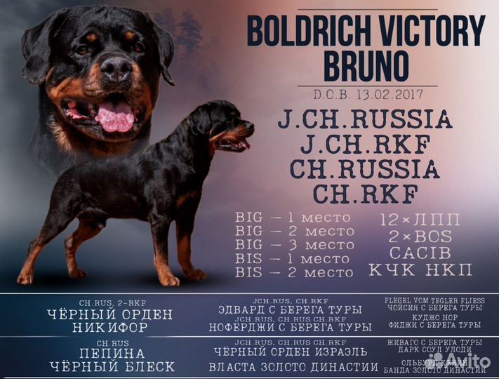 Щенки ротвейлера от родителей чемпионов