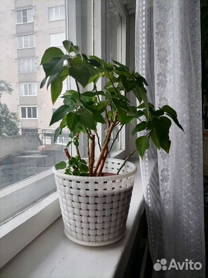 Пуансеттия (рождественская звезда)