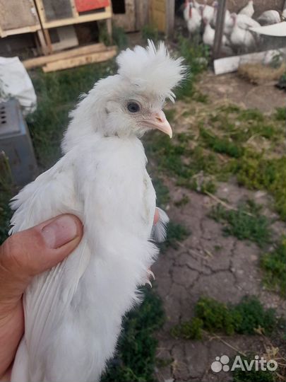 Куры несушки