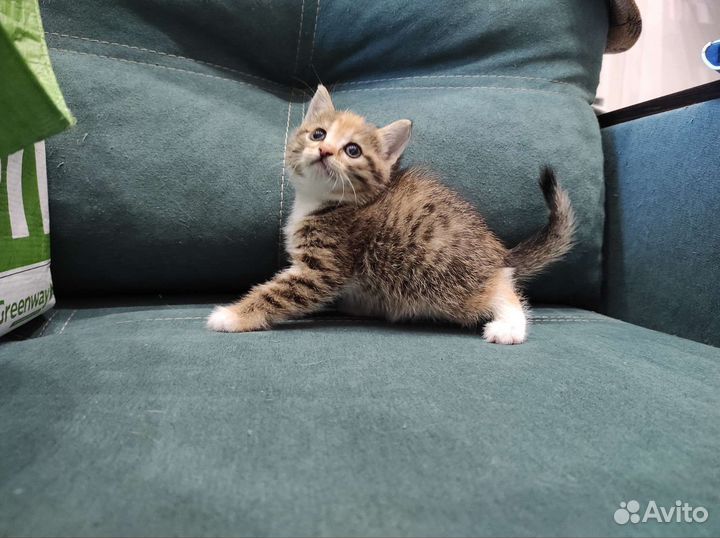 Кошечка трёхцветка