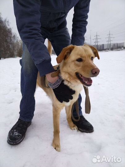 Красивая девочка ищет дом (Собака из приюта)