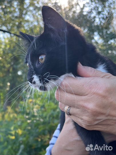 Кошечка в добрые руки