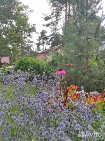 Синеголовник саженцы