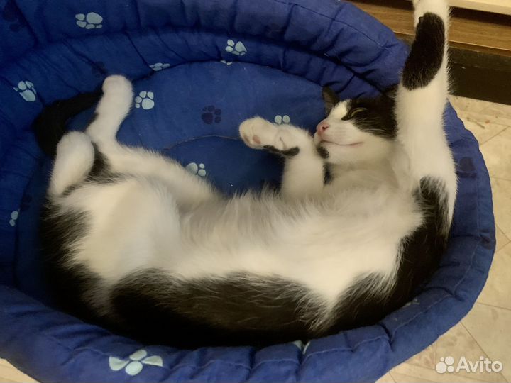 Котенок сибирский