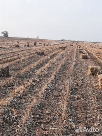Сено соя в тюках