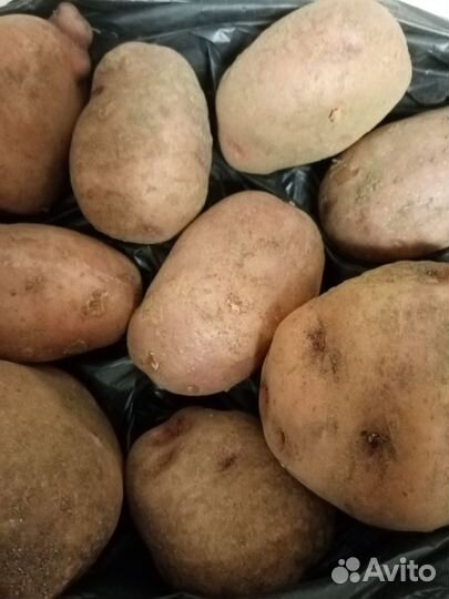 Продам картофель домашний