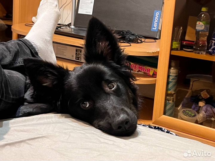 Собака в добрые руки