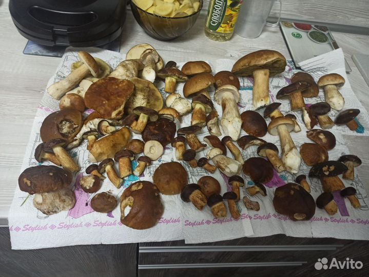 Поход в лес по грибы