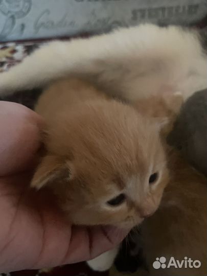 Котята в добрые руки