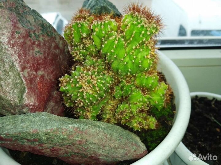 Цериус.Перуанский кактус