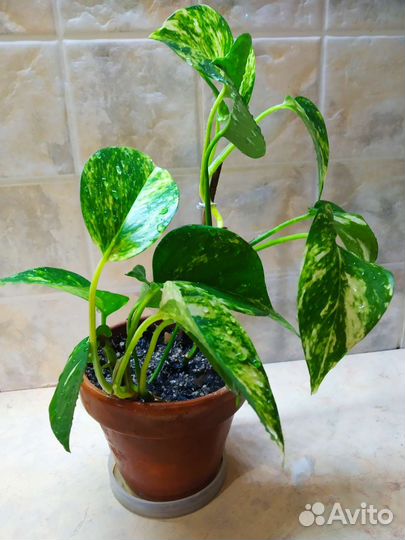 Сциндапсус золотистый лиана