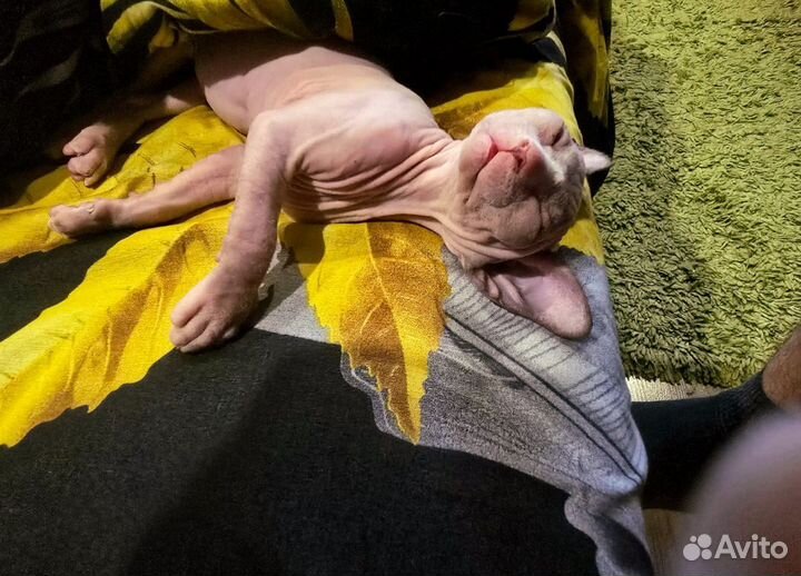 Канадский сфинкс