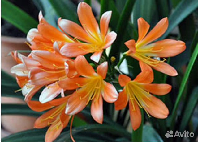 Комнатные цветы