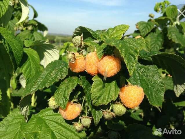 Малина саженцы(золотые купола)