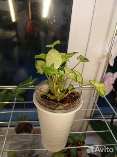 Сингониум Ангел бейби