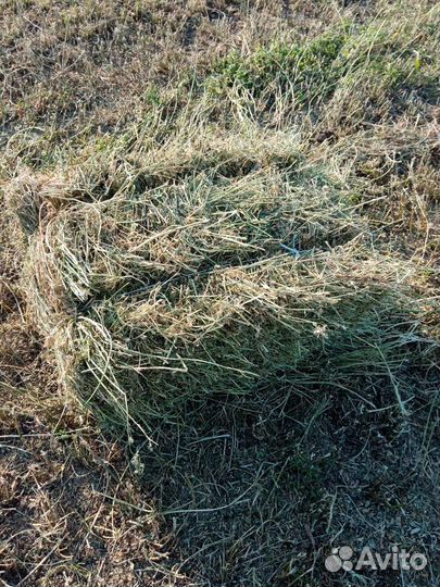 Сено в тюках