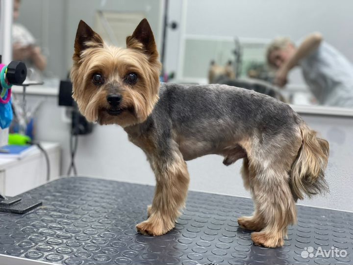 Курсы Груминга