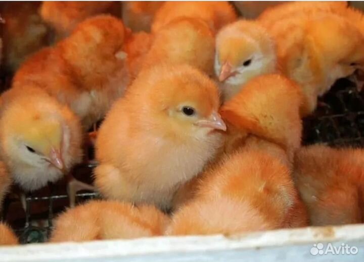 Цыплята кур несушек Ломан Браун