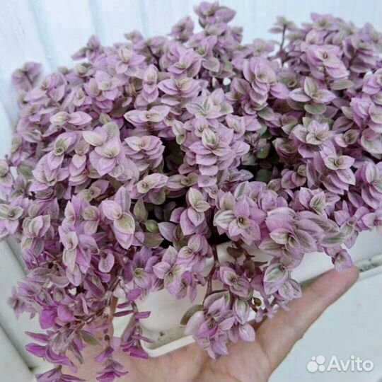 Коллизия розовая пантера