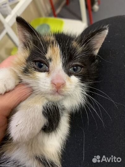 Котята маленькие