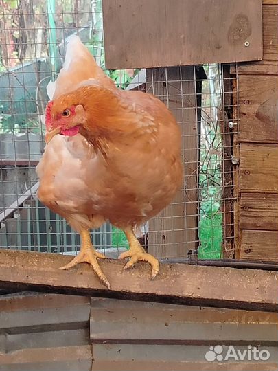 Куры молодки