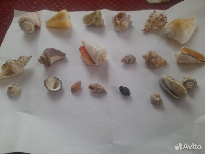 Морские ракушки раковины