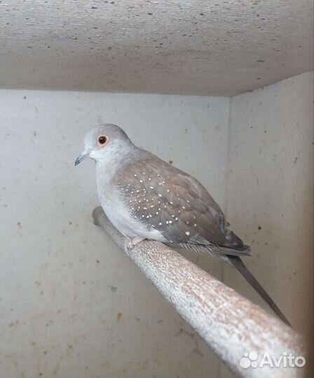 Бриллиантовая горлица