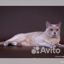 Вязка Бурманский кот лилового окраса