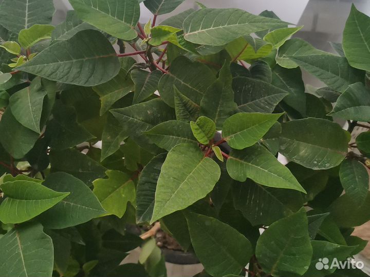 Пуансеттия