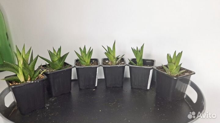 Комнатные цветы хавортия полосатая суккулент