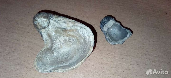 Ископаемые молюски