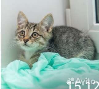 Ласкова девочка 1.6мес