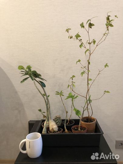 Сейчас с бутонами Адениумы и Суринамская вишня