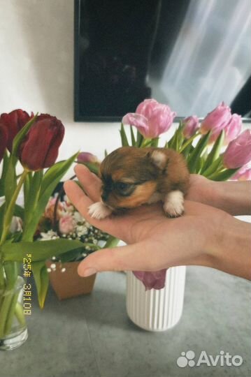 Щенки чихуахуа длинношерстные