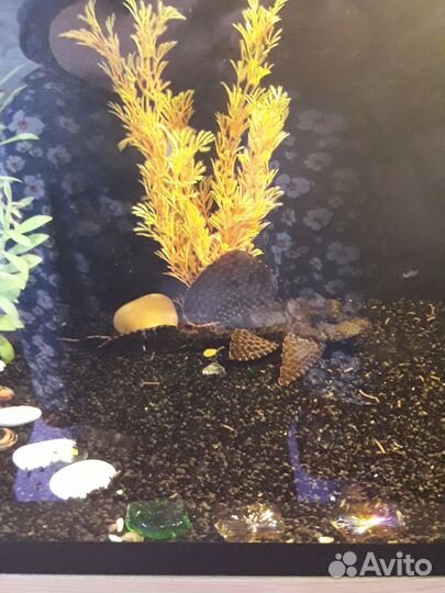 Аквариумная рыба