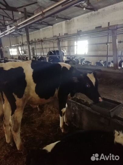 Продаем телят бычков и телочек для воспроизводства