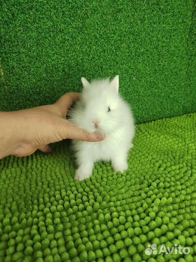 Кроли/Август-Сентябрь/Мини