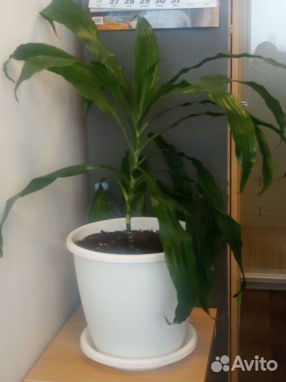 Комнатные цветы драцена душистая