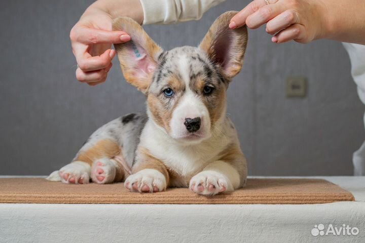 Щенки вельш-корги кардиган