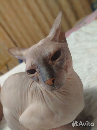 Донской сфинкс